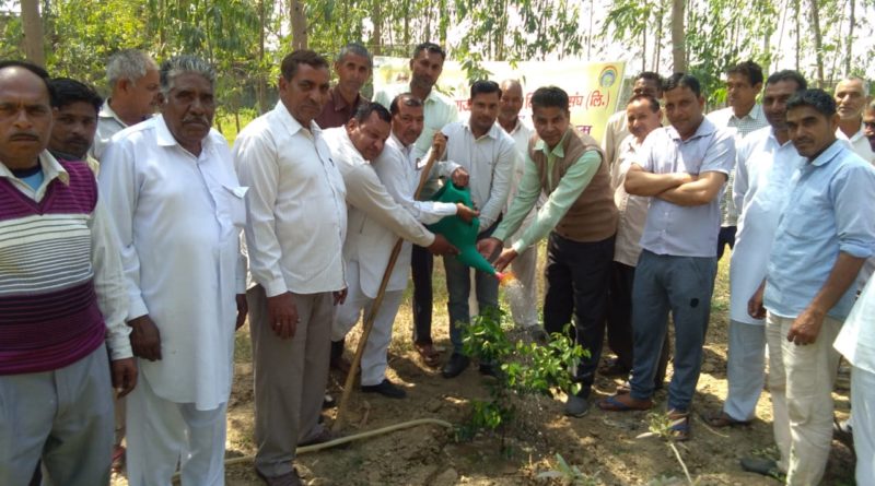 Tree Plantation at The Radaur PACS on Dated 28.03.2019