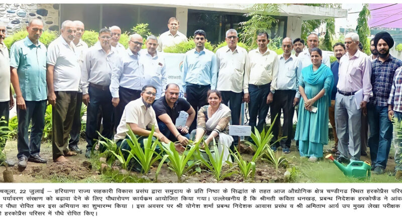 tree plantation